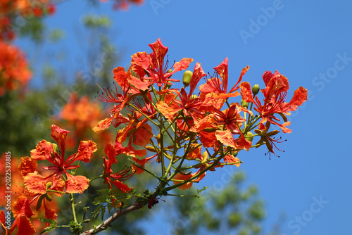 Red Flamboyant flower