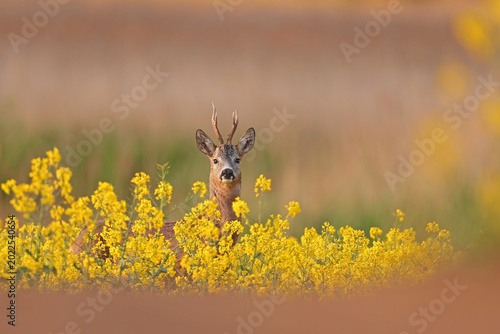 Foto Sarna europejska (Capreolus capreolus) roe deer