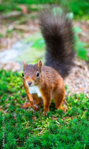 Red Squirrel