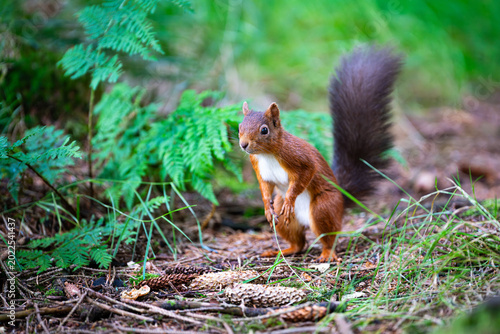 Red Squirrel