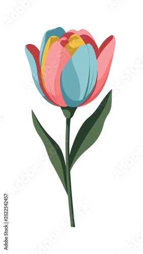 Colorful Tulip Flower with Green Leaves.