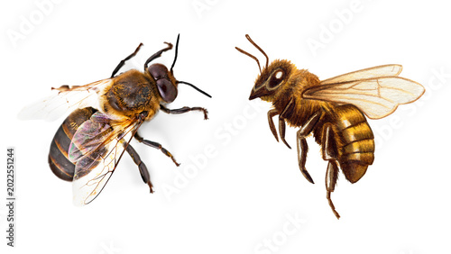 Photos honey bees in flight detailed photograph against black background