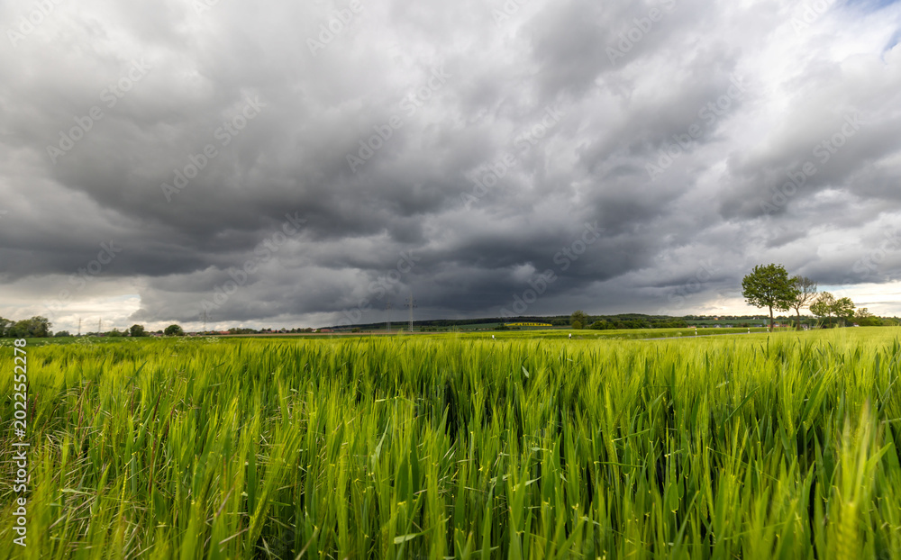 Fototapeta premium Dunkle Wolken vor einem grünen Gerstenfeld