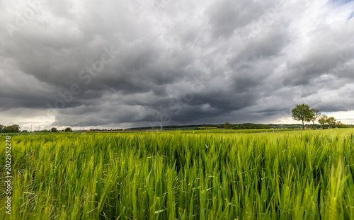 Dunkle Wolken vor einem grünen Gerstenfeld