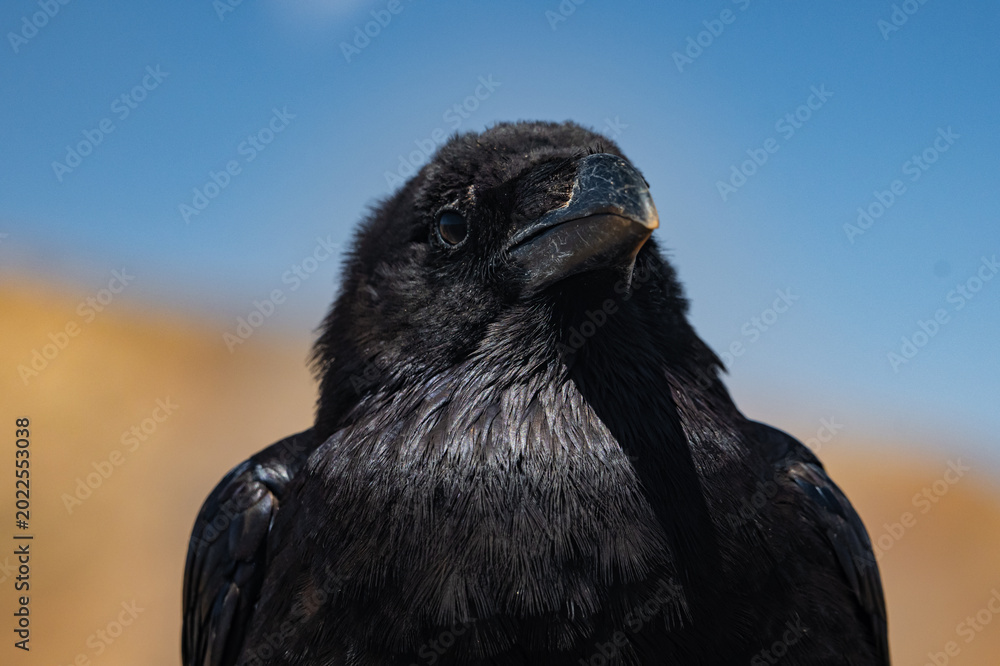 Fototapeta premium Close Up of Canary Islands Raven Perched on Arid Volcanic Terrain