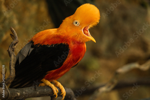 Guianan Cock of the Rock Bird Wildlife Portrait in Tropical Forest