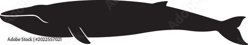 blue whale