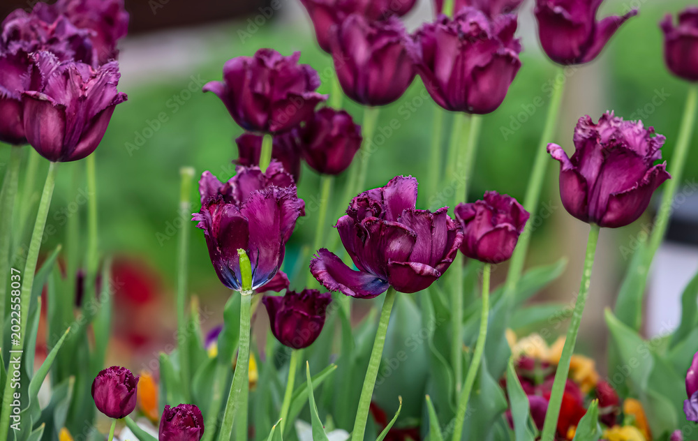 Fototapeta premium Vibrant purple tulips blooming in a garden setting