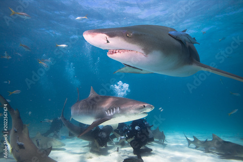 A school of sharks circles around the divers.