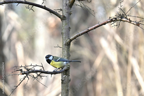 Great tit on branch