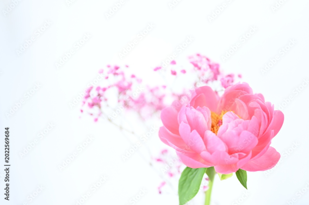 Obraz premium Blureffect_Delicate Flowers