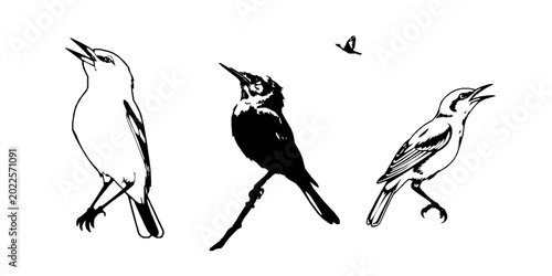 Foto Nightingale Outline Perched Singing Pose White Background Pack