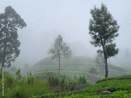 Quadro em tela Plantation de thé dans les montagnes de la région de Ella, Sri Lanka