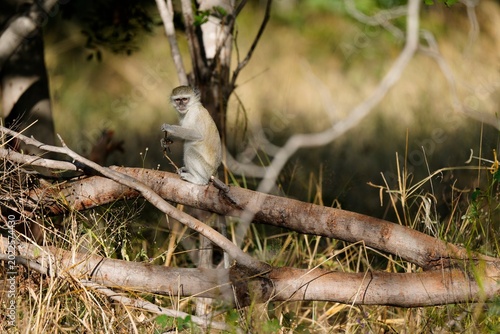Photos Vervet Monkey Sitting on Fallen Log in African Savanna