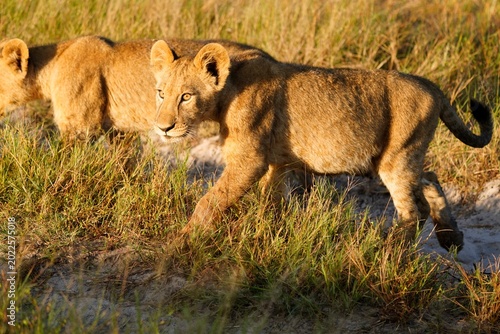 Foto Lion Cubs Close-Up Walking in Warm Golden Grass