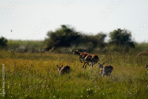 Schilderij op canvas Red Lechwe Antelope Jumping and Running Across Wetland Grassland