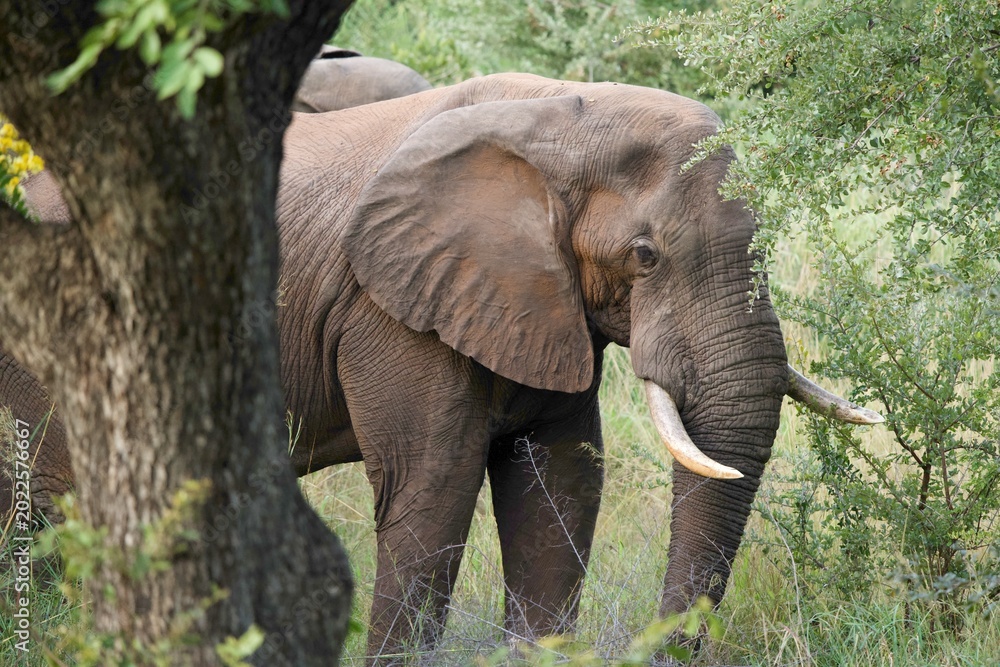 Fototapeta premium African Elephant with Tusks Browsing in Dense Green Woodland