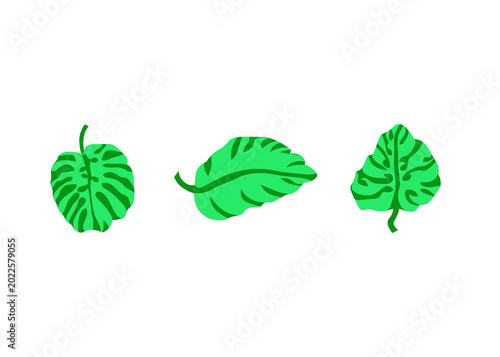 green leaves isolated on white background