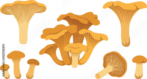 Foto Golden Chanterelle Mushroom Vector Set with Wild Forest Fungi Illustrations for