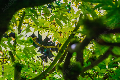 Konstfotografi Feuillage dense d'un érable du Japon vert clair traversé par la lumière du solei