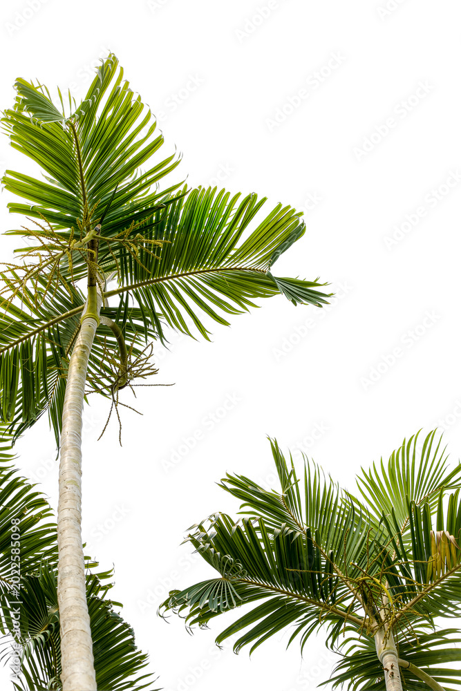 Fototapeta premium Majestic Palm Trees On WhiteBackground