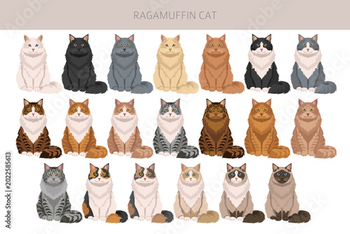 Tableau sur toile Ragamuffin Cat clipart