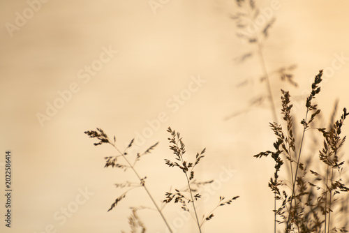 Wild grass on the shore of lake at sunset. Beautiful summer nature background.
