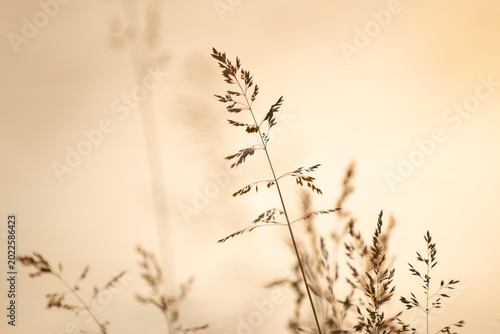Wild grass on the shore of lake at sunset. Beautiful summer nature background.