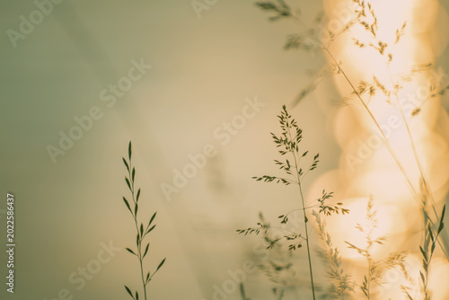 Wild grass on the shore of lake at sunset. Beautiful summer nature background.