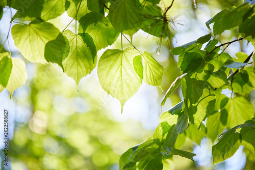 green leaves on the tree