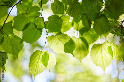 green leaves background