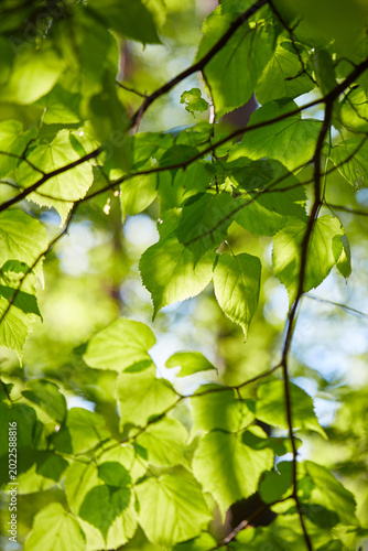 green leaves on a sunny day