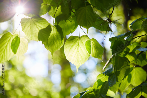 green leaves in sunlight