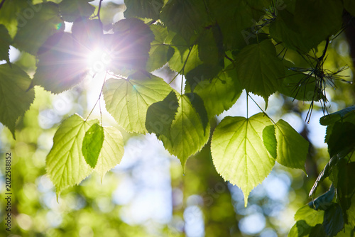green leaves in sunlight