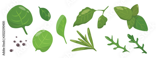 Set of green culinary herb Spices leaves like basil, spinach, oregano and rosemary plus black peppercorns illustration isolated on white background.