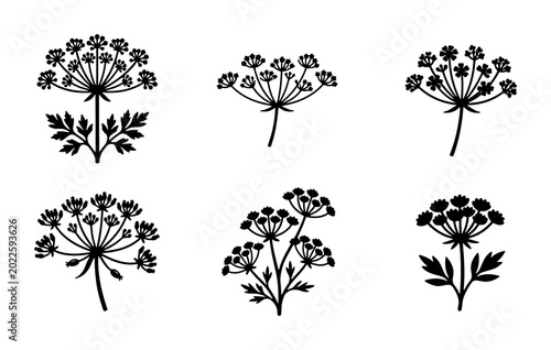 Bild auf Leinwand Elegant Dill Flower Vector Icons, Botanical Herb Illustrations, Delicate Apiacea