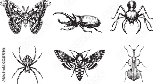 Bild auf Leinwand Insect icons, bug illustrations, beetle drawings, spider graphics, black and whi