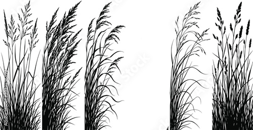 Canvastavla WebSet of five black silhouettes of tall grasses and reed-like plants with varie