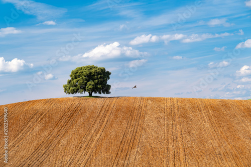 Photos A minimalist rural landscape featuring a solitary holm oak tree atop a textured