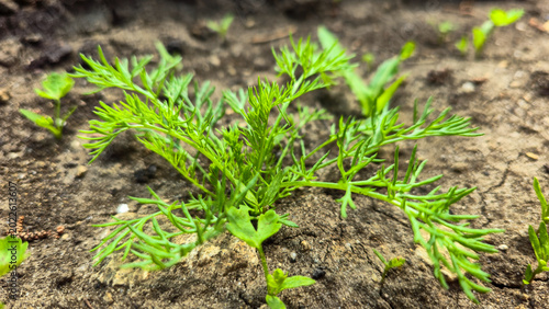 Slika na platnu Close-up macro shot of young bright green carrot seedlings with feathery leaves