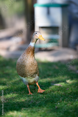 Alert Indian runner duck with brown and white feathers walking on vibrant green grass in a sunny outdoor setting, with a blurred natural background.