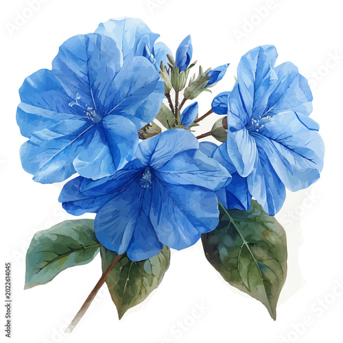 Bild auf Leinwand Plumbago Flower, elegant watercolor illustration luminous highlights, isolated on a white background