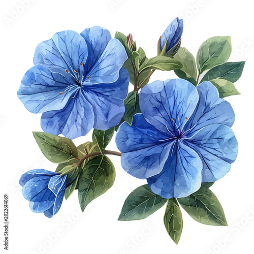 Foto Plumbago Flower, charming watercolor clipart, isolated on a white background
