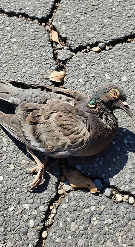Pigeon resting on cracked asphalt with fallen leaves