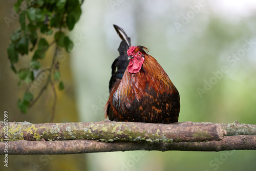 Fotografie A proud, colorful rooster perches calmly on a rustic branch, observing its surroundings with a focused gaze in a vibrant natural setting