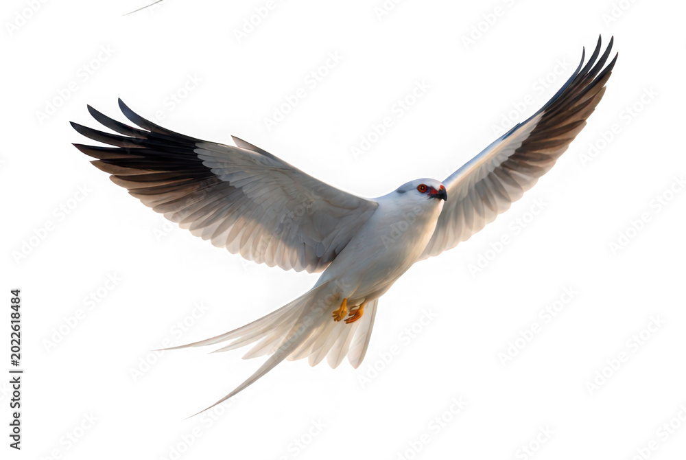 Obraz premium African swallow-tailed kite bird of prey flying with wings spread wide as isolated on transparent background