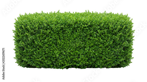 Rectangular Manicured Green Garden Hedge Bush Isolated