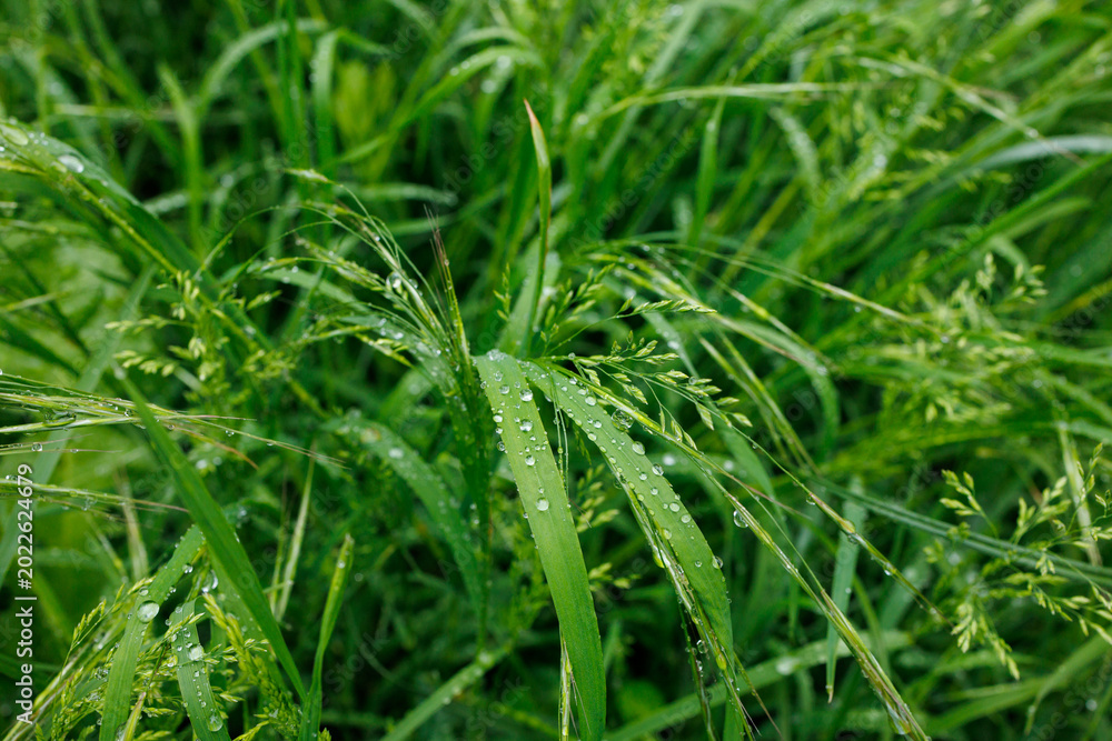 Obraz premium Lush wet grass with raindrops after summer rain