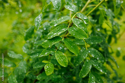 Konstfotografi Black locust tree leaves with raindrops after rainfall
