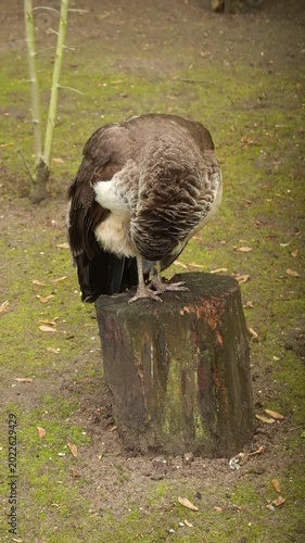 Beautiful peahen preening feathers on tree stump